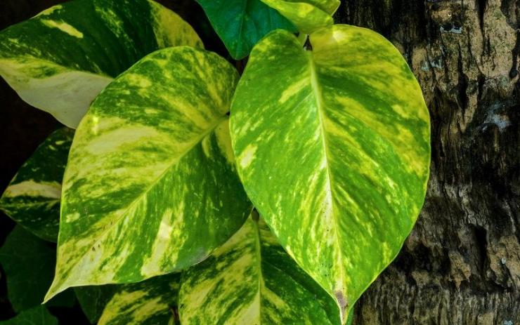 Irradiacion de las plantas, su iluminacion